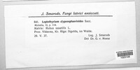 Image of Leptothyrium clypeosphaerioides